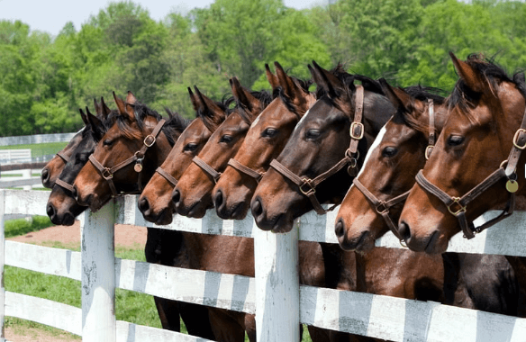 香港賽馬彩票種類：全面了解不同投注選項